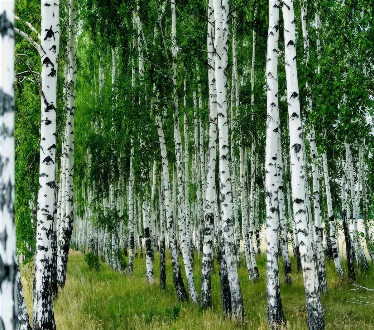 Fototapeta gaj brzozowy