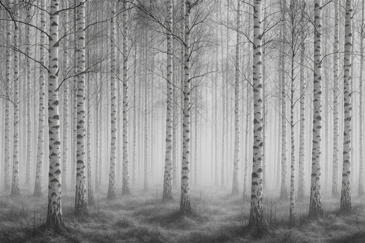Fototapeta mglisty brzozowy las w szarościach
