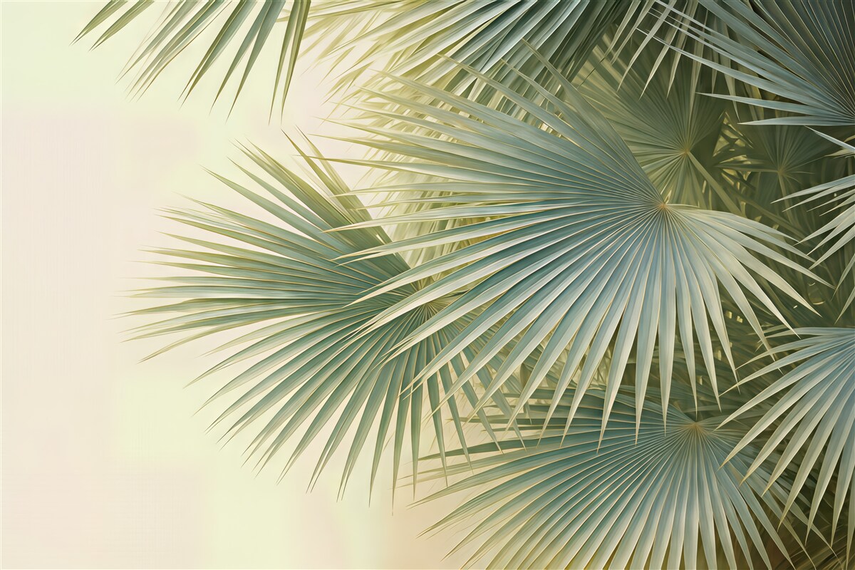 Fototapeta tropikalne wachlarze palm w zieleni