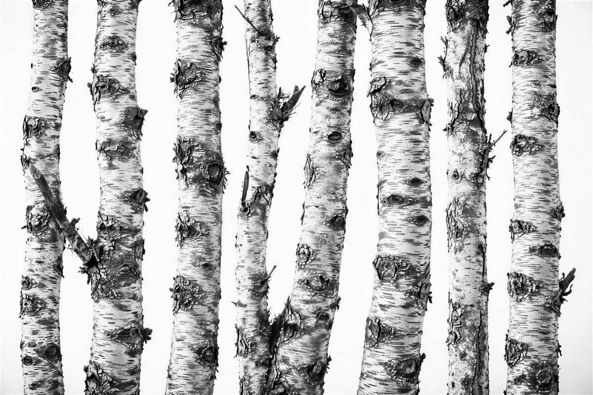 Fototapeta pnie brzóz czarno białe skandynawski wzór
