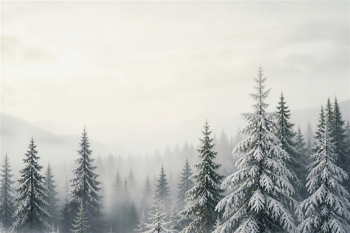 Fototapeta zimowy las we mgle ze śnieżnymi świerkami